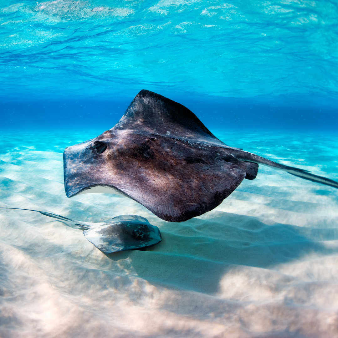 stingray