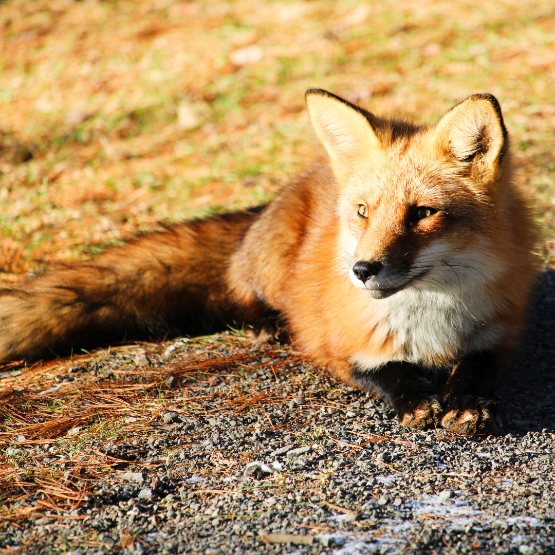 fox