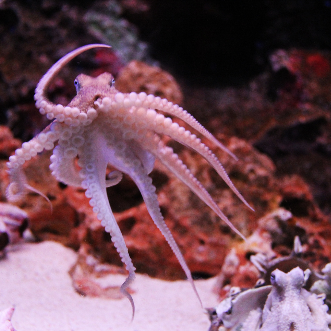 octopus