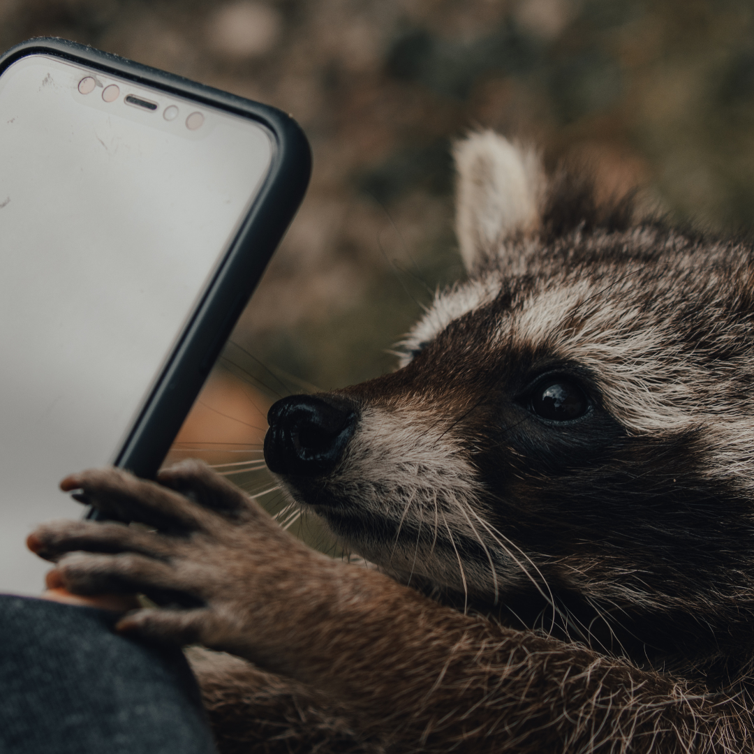 raccoon