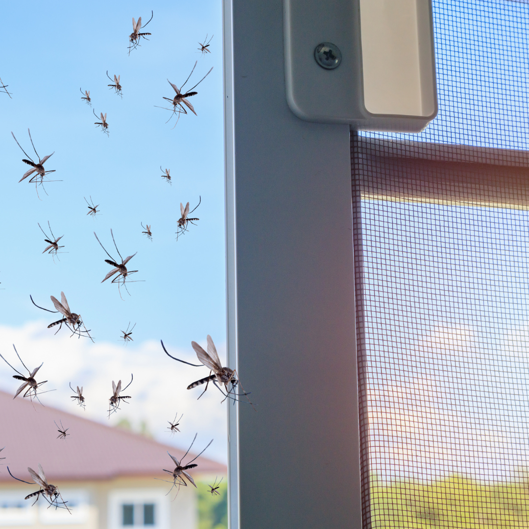 mosquitoes