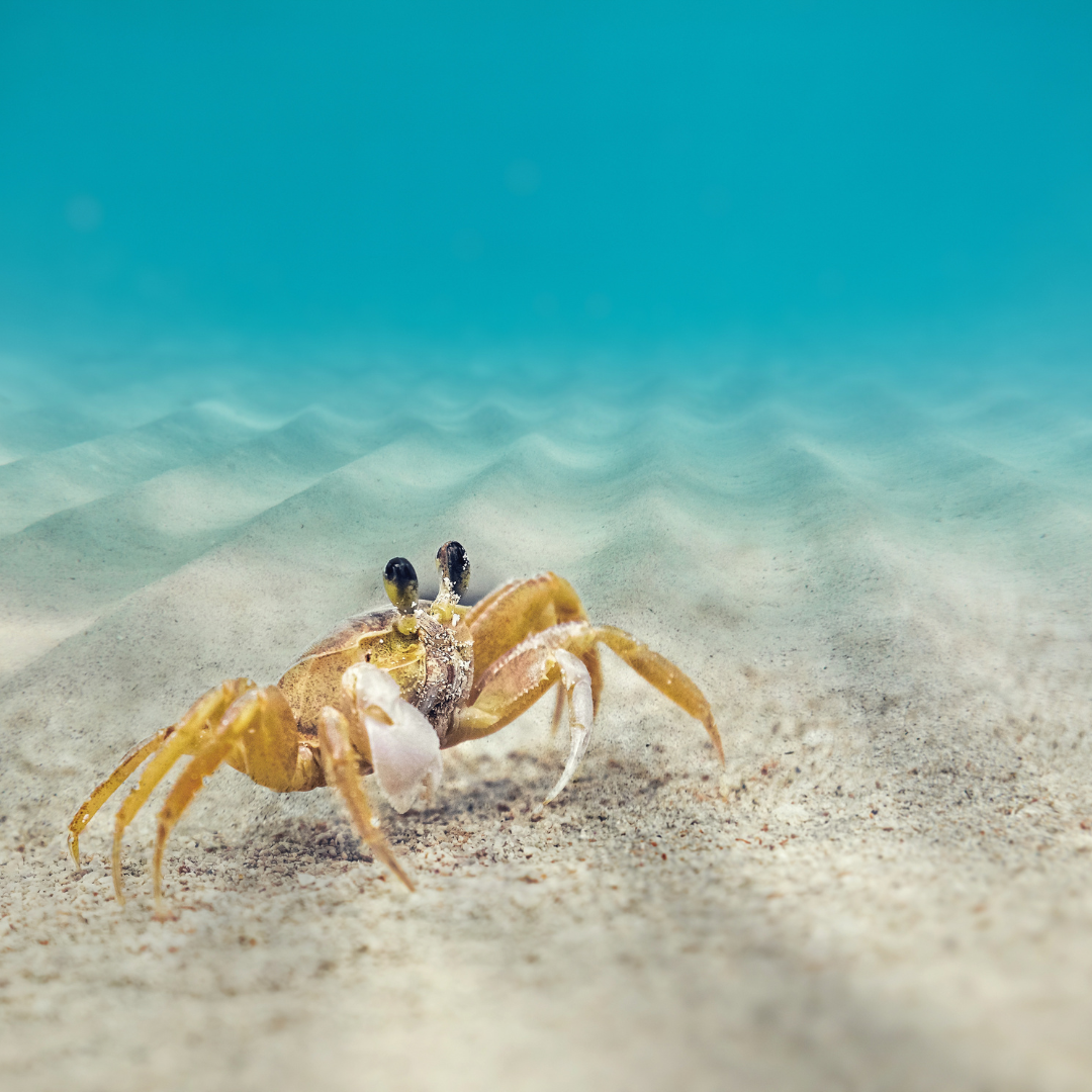 craby