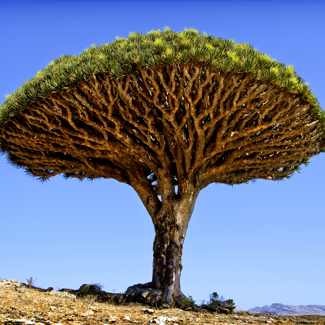 Dragon tree
