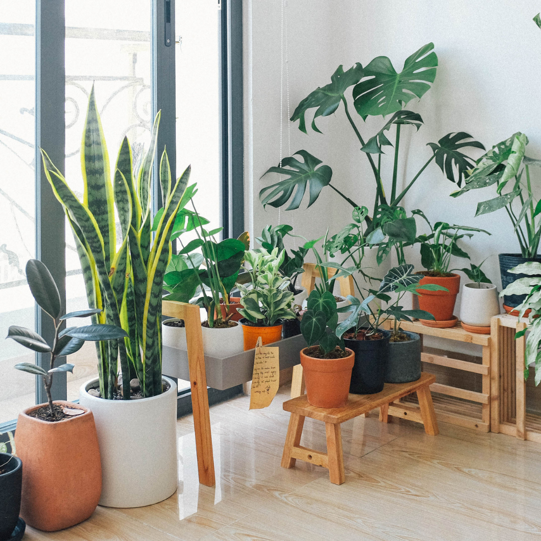 plants