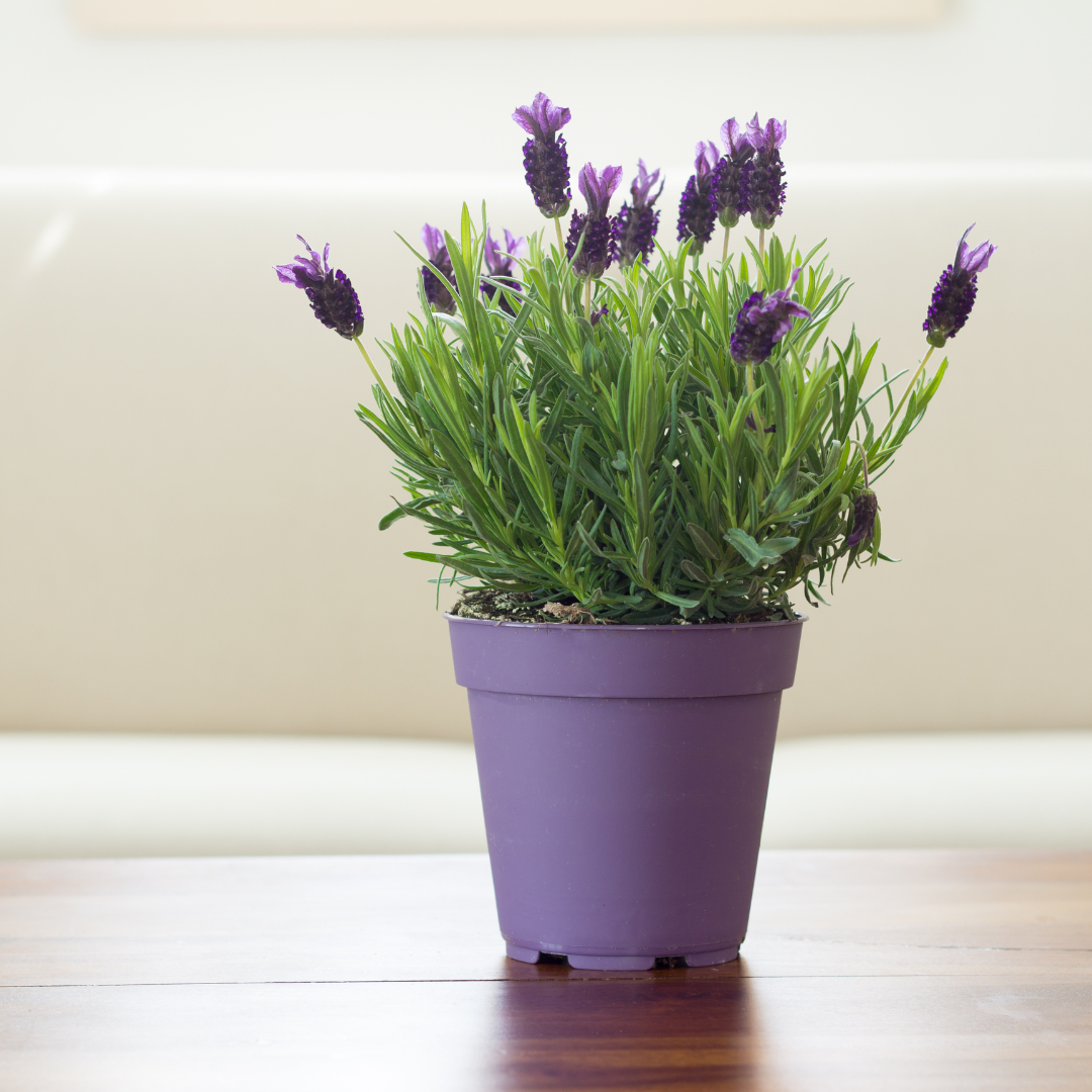 Lavender in a pot