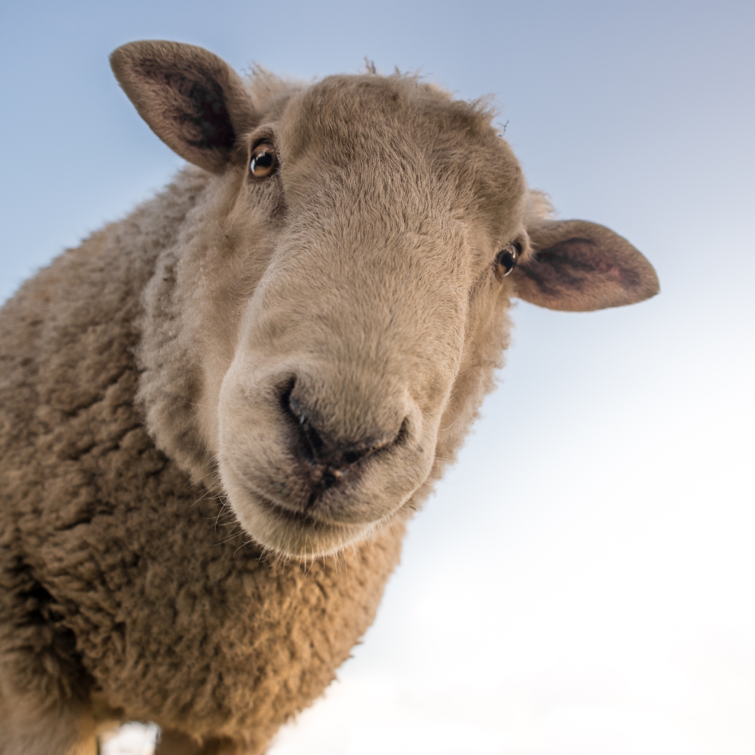 sheep