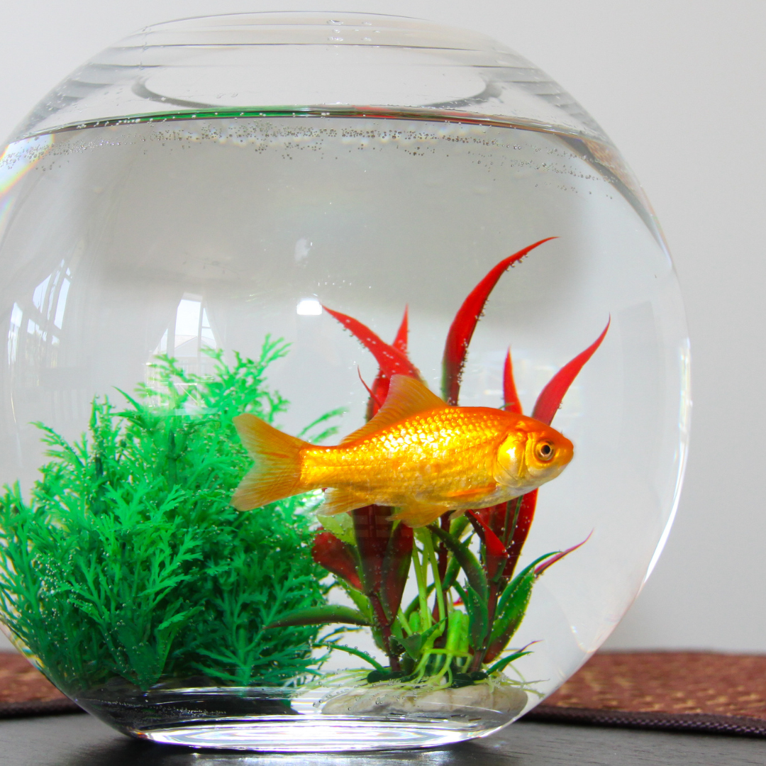 gold fish